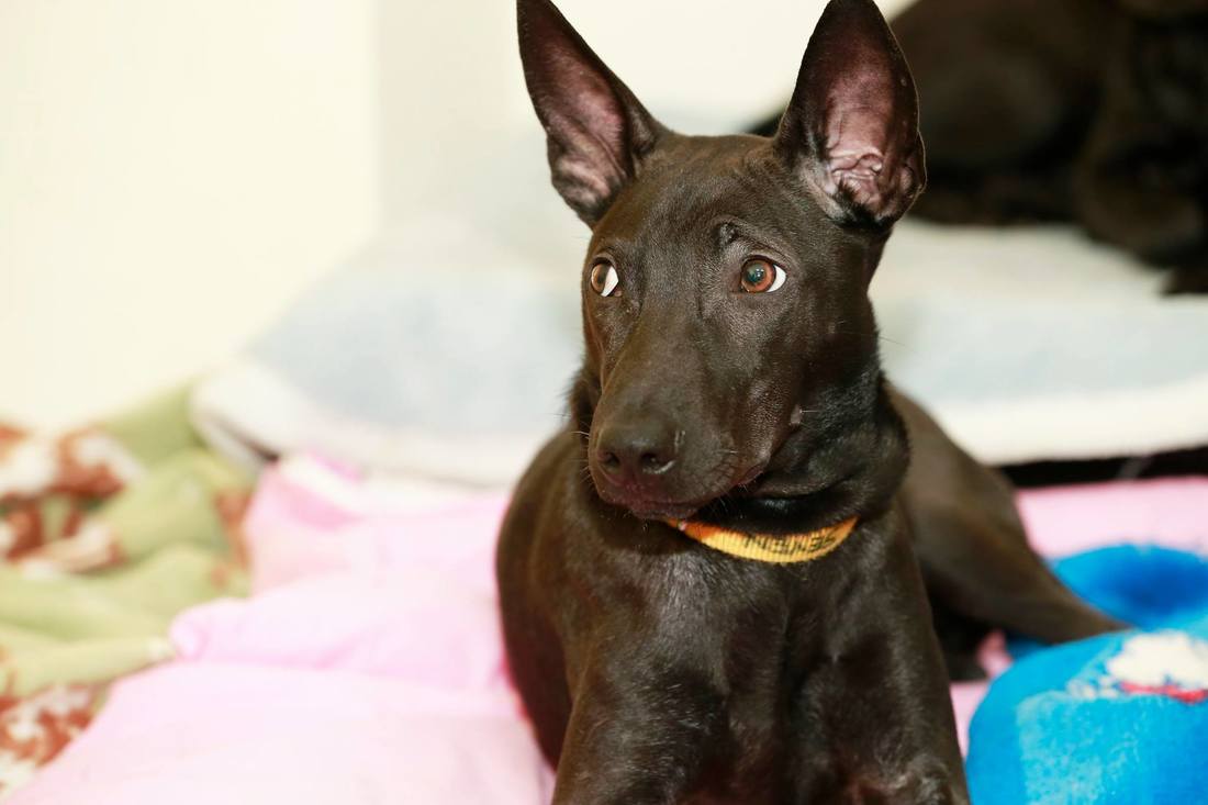 开云电竞中国_炉石传说乱斗模式重要的亡语说两遍玩法规则及卡组推荐(图3) 开云电竞官方网站